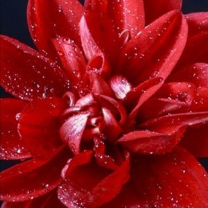 Meet your Posher, Rina